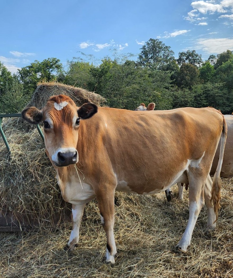 Jersey Cattle for sale - Professional Breeders/Closed Herd